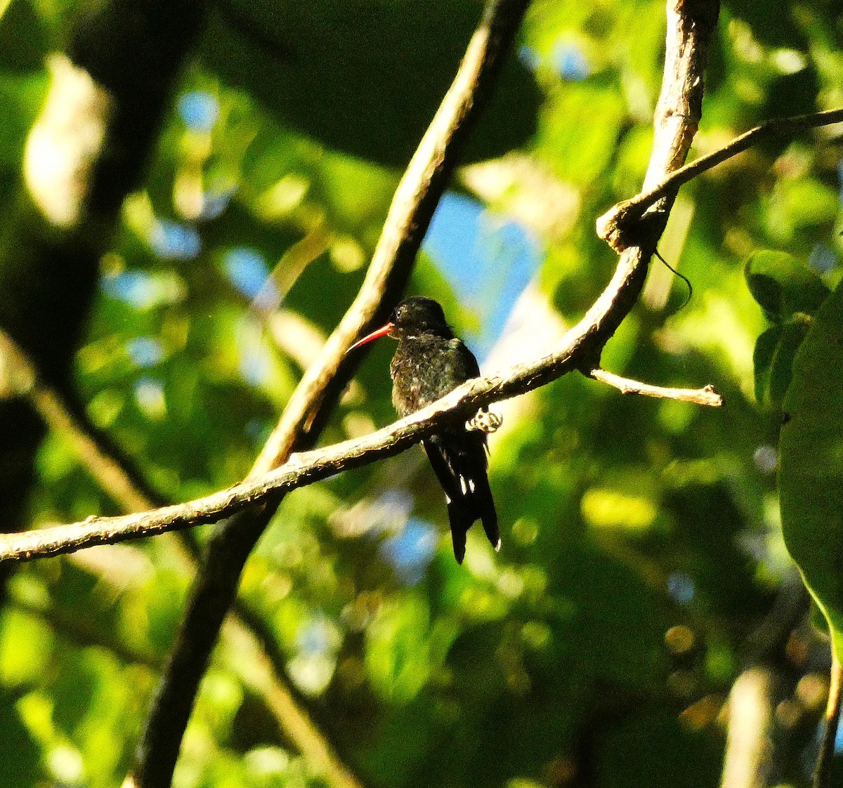 Red-billed Streamertail - ML643487569