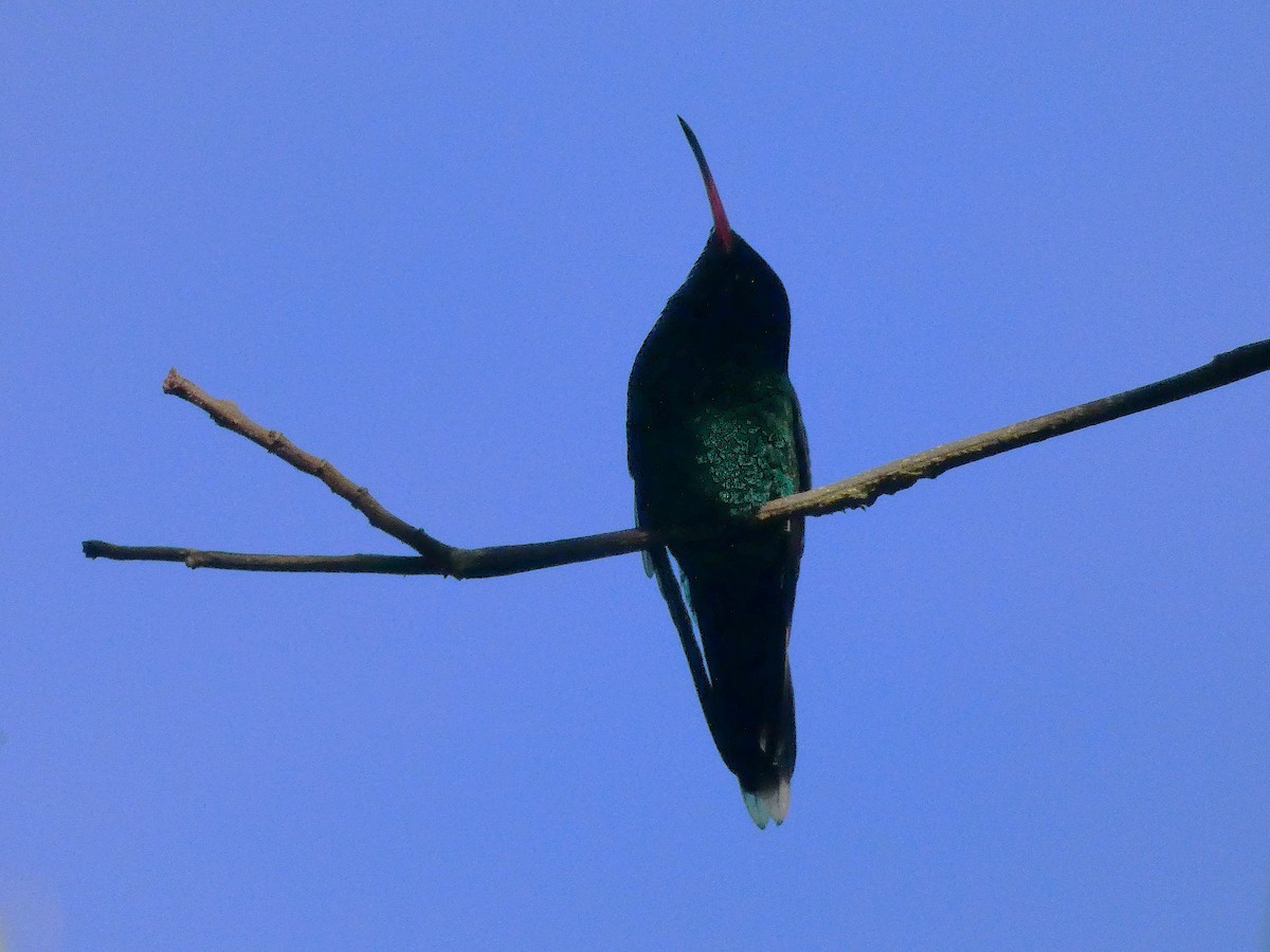Red-billed Streamertail - ML643487570