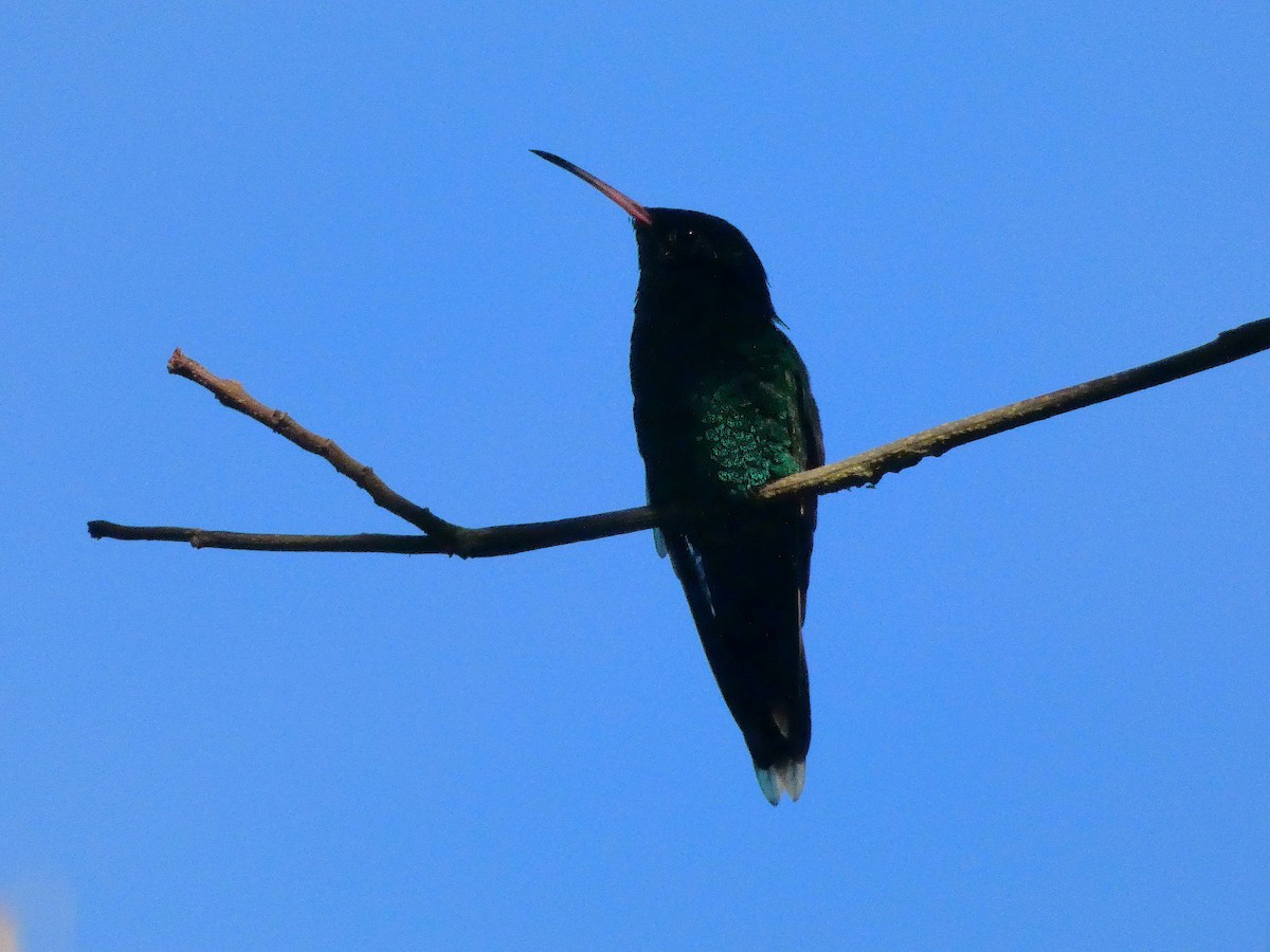Red-billed Streamertail - ML643487572