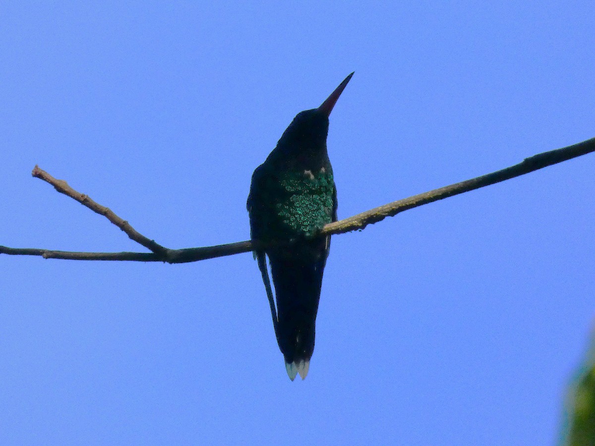 Red-billed Streamertail - ML643487573