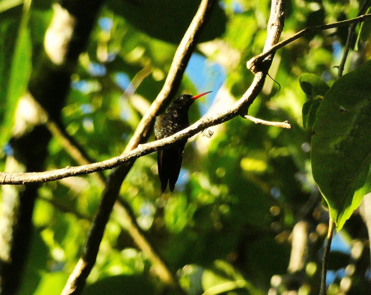 Red-billed Streamertail - ML643487574