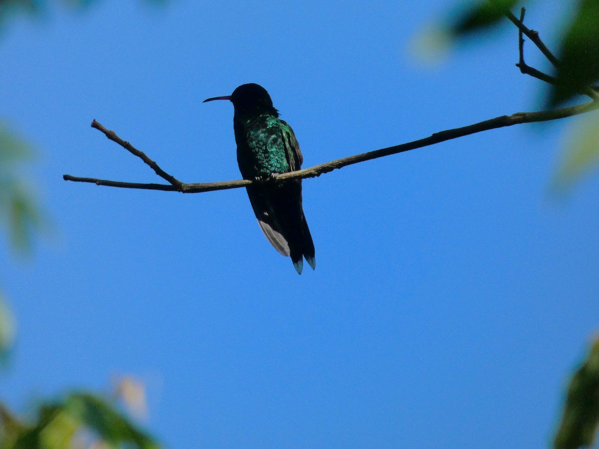 Red-billed Streamertail - ML643487575