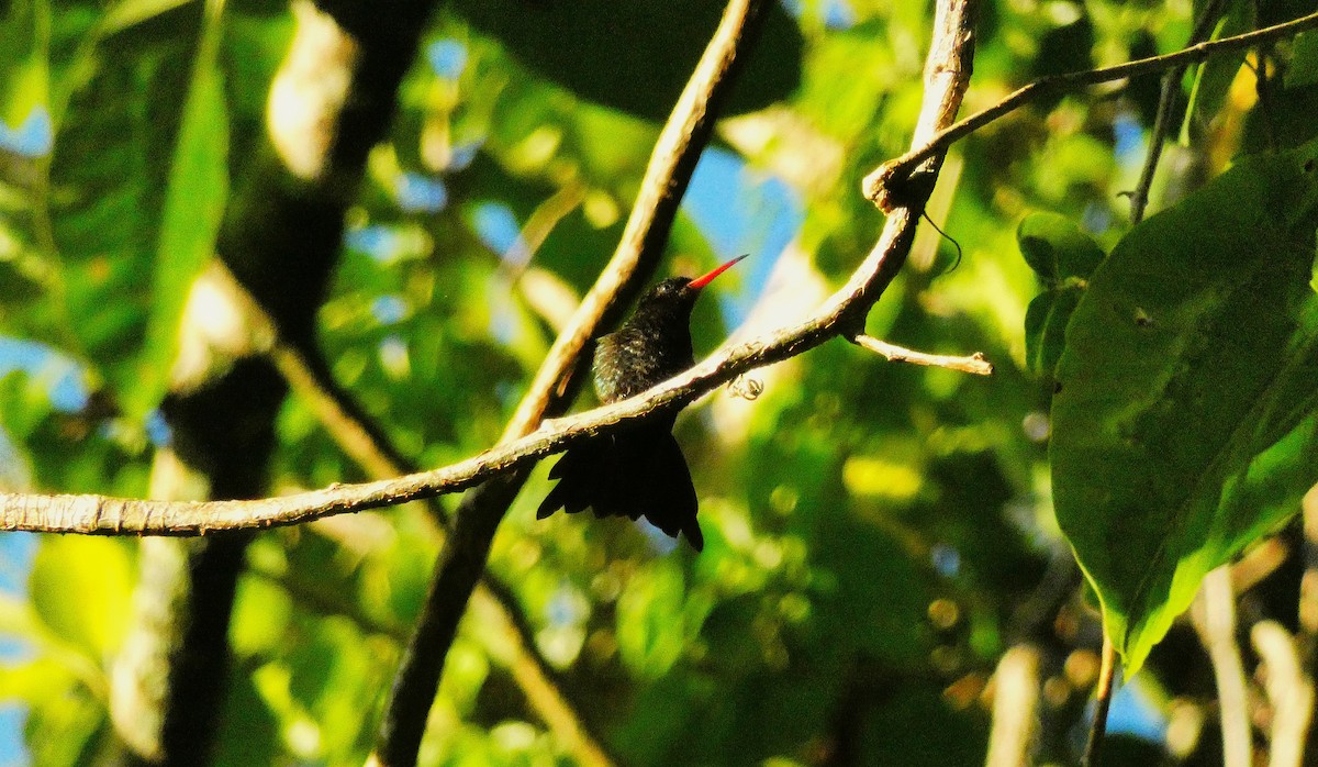 Red-billed Streamertail - ML643487576