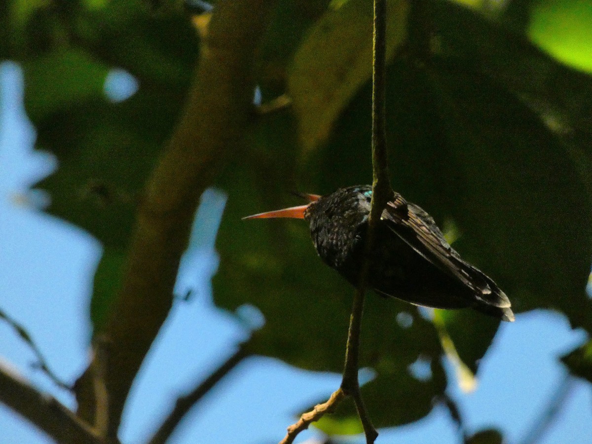 Red-billed Streamertail - ML643487577