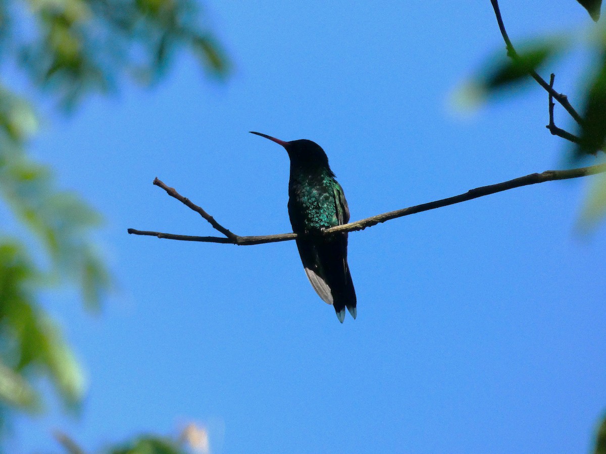 Red-billed Streamertail - ML643487578