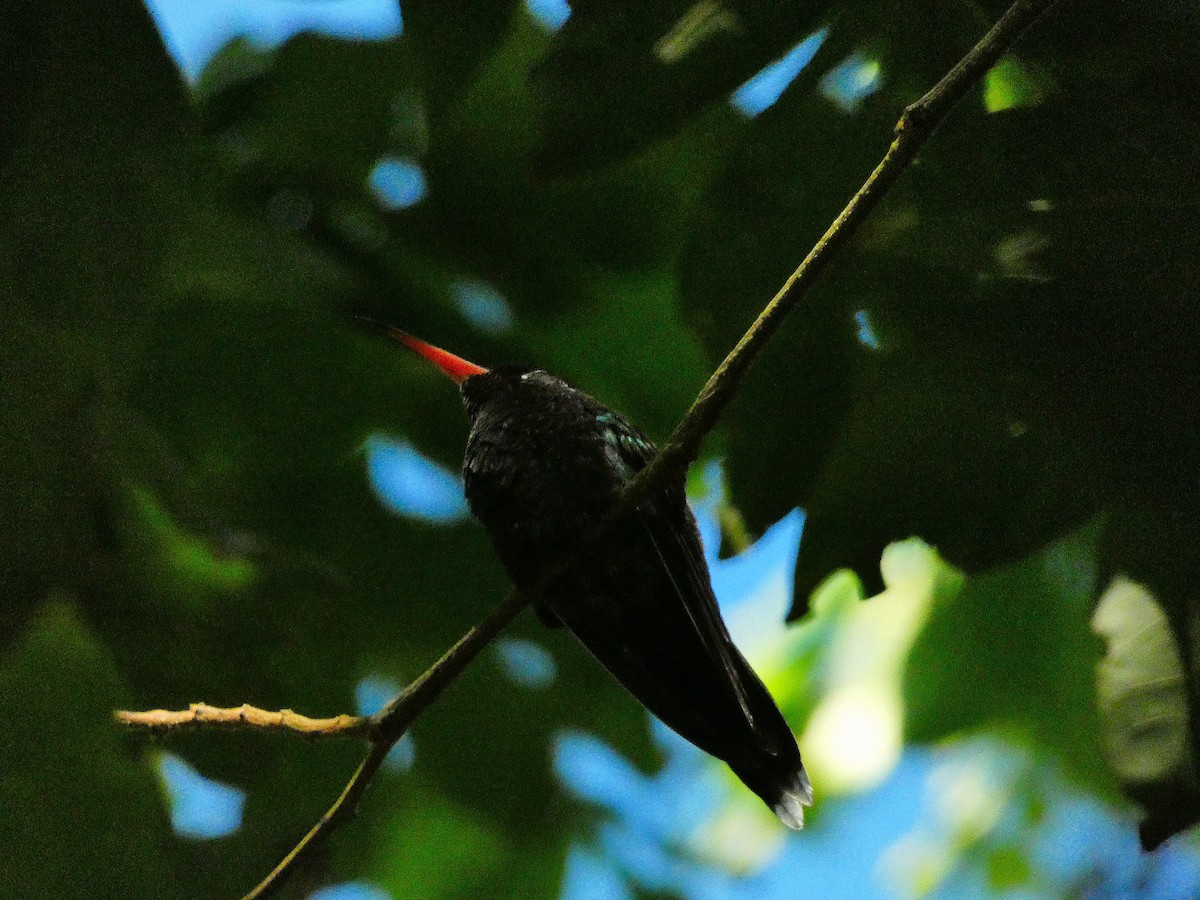 Red-billed Streamertail - ML643487580