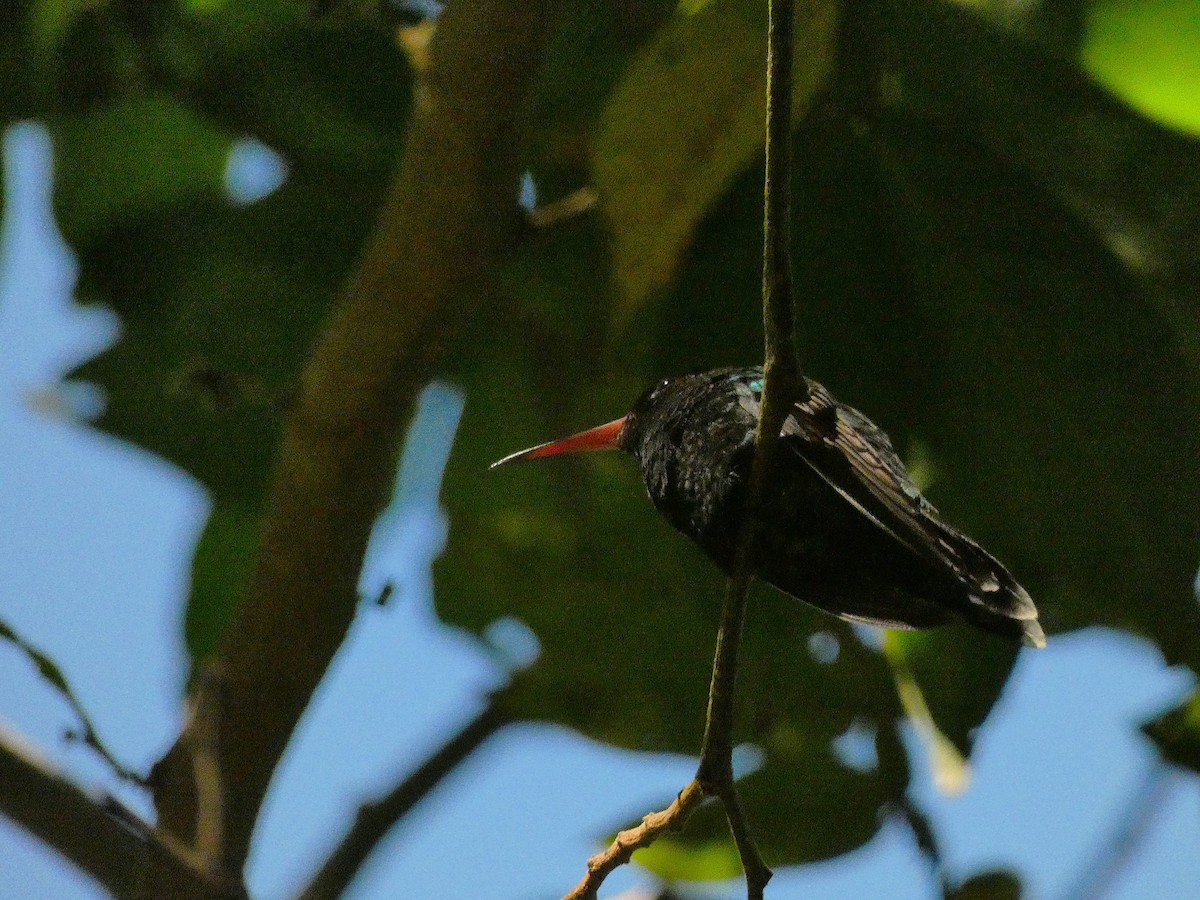 Red-billed Streamertail - ML643487581