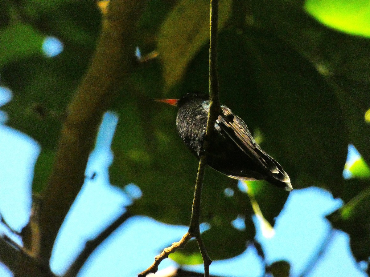 Red-billed Streamertail - ML643487582