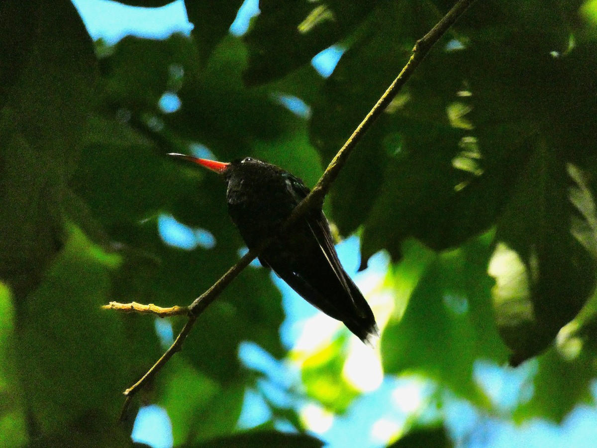 Red-billed Streamertail - ML643487583