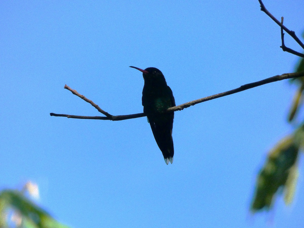 Red-billed Streamertail - ML643487584