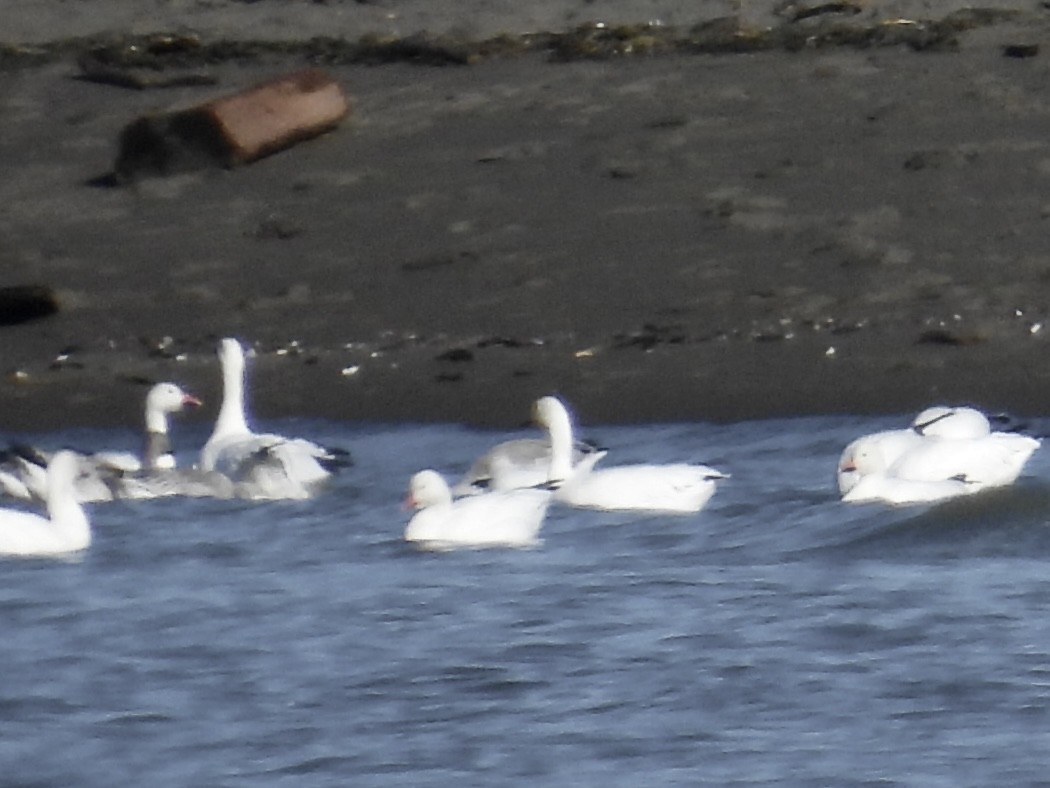 Snow Goose - ML643487586