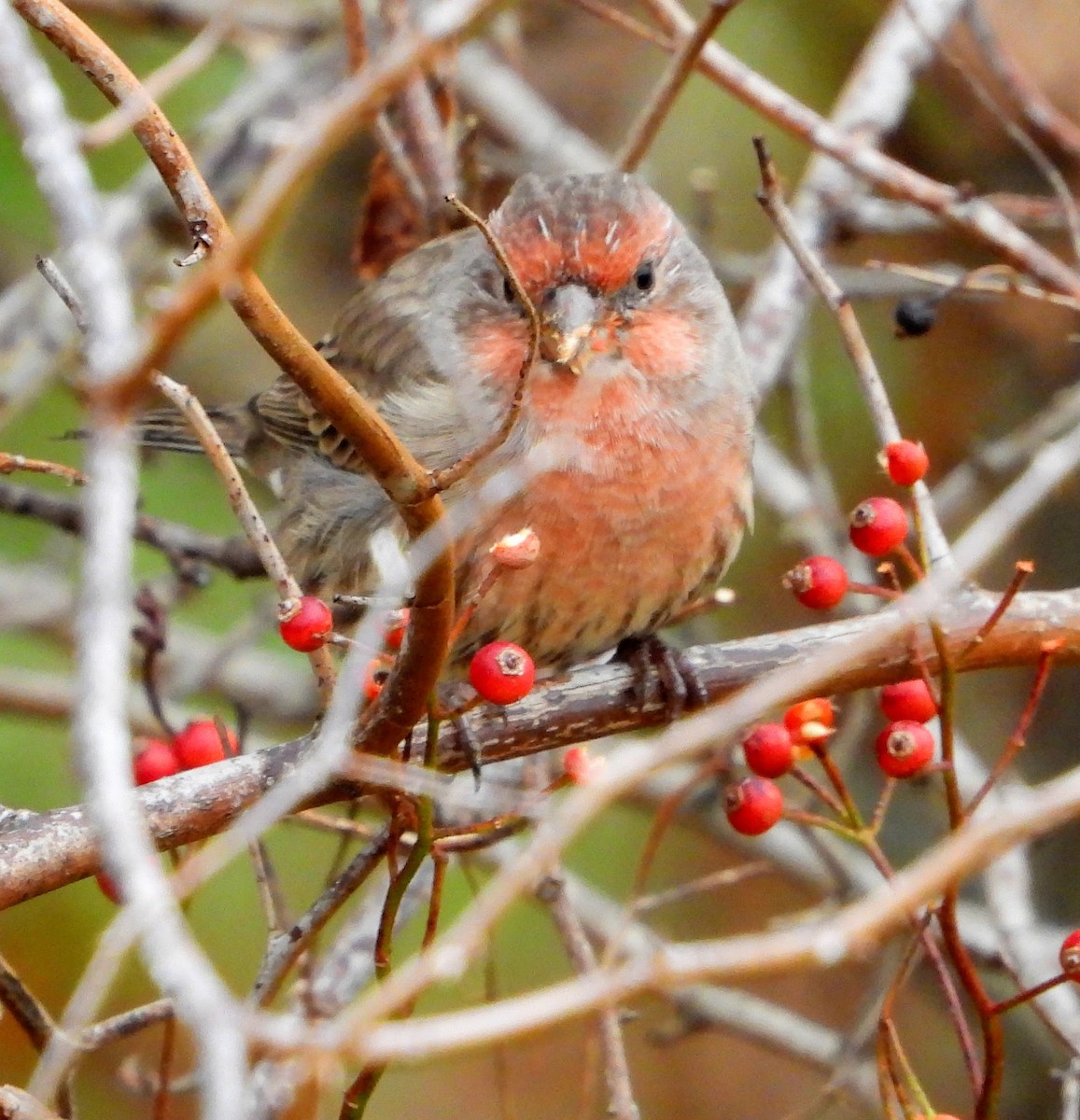 House Finch - ML643487587