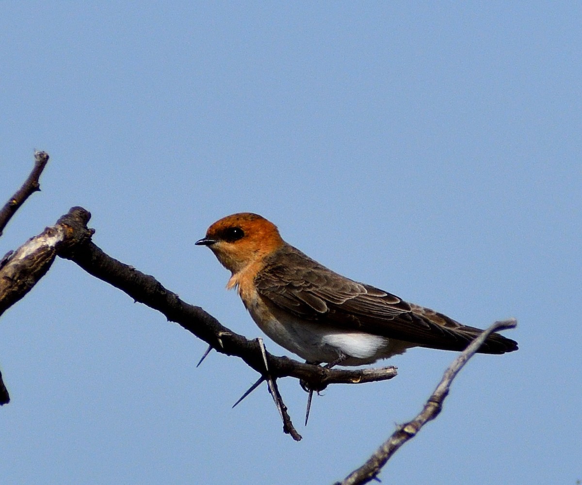 Hirondelle fardée - ML643487589