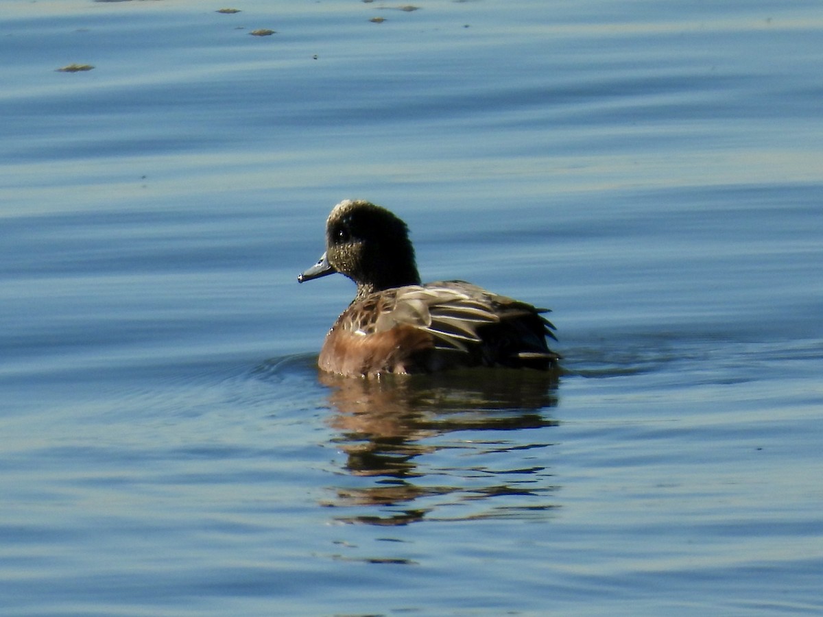 American Wigeon - ML643487596