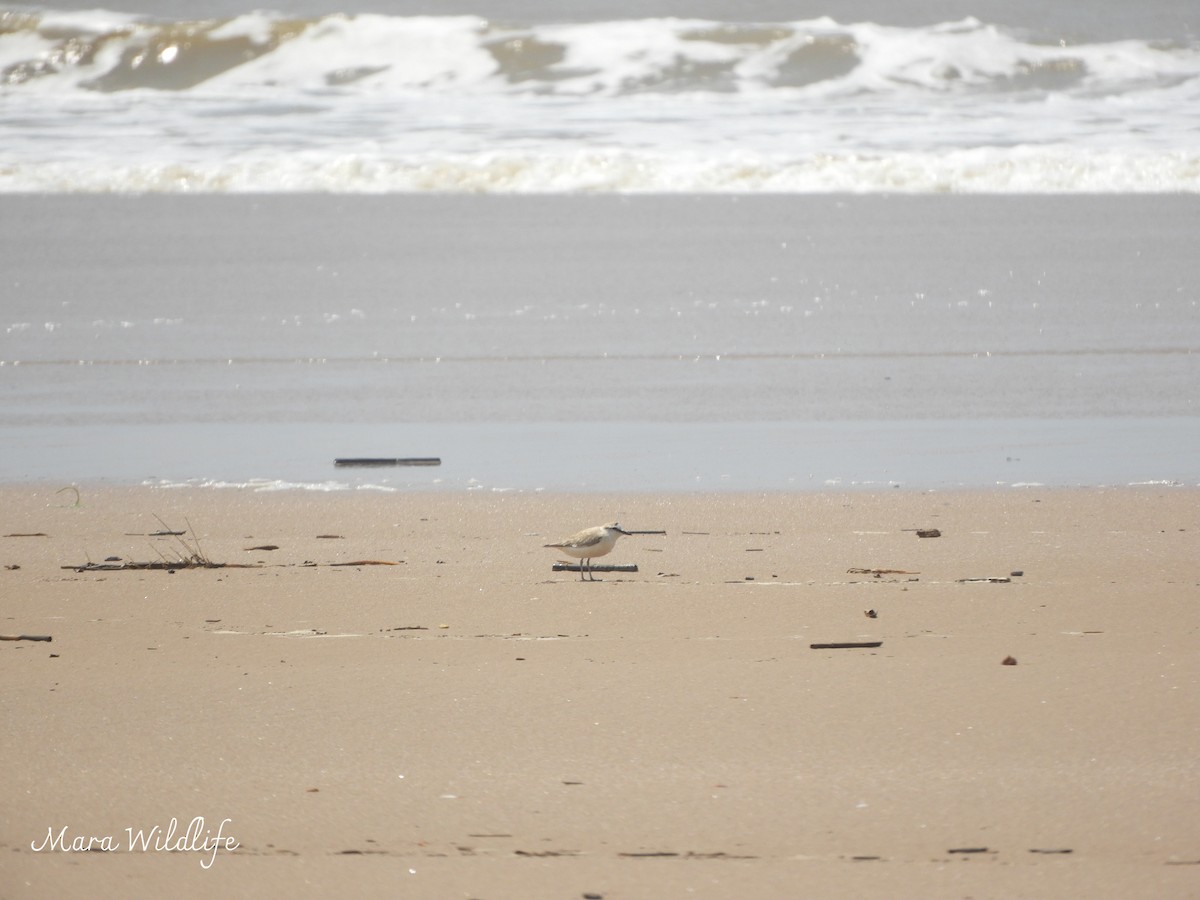 White-fronted Plover - ML643487604