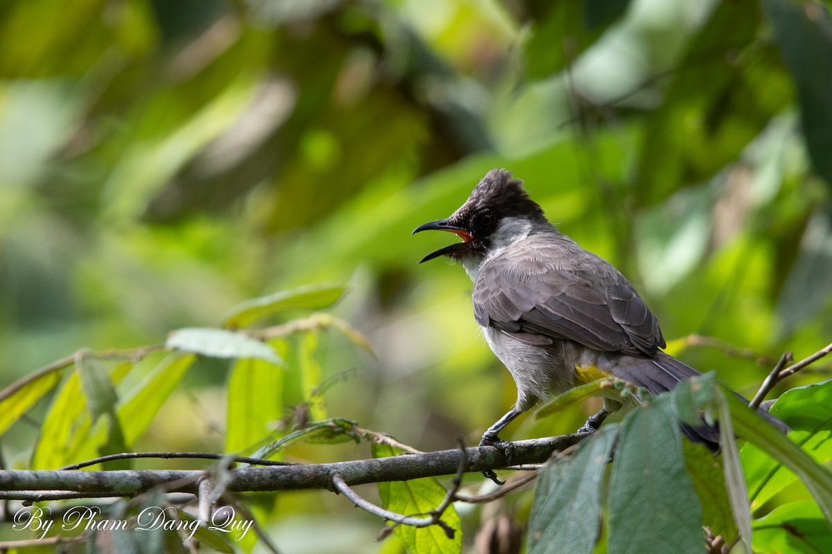 Sooty-headed Bulbul - ML643487617
