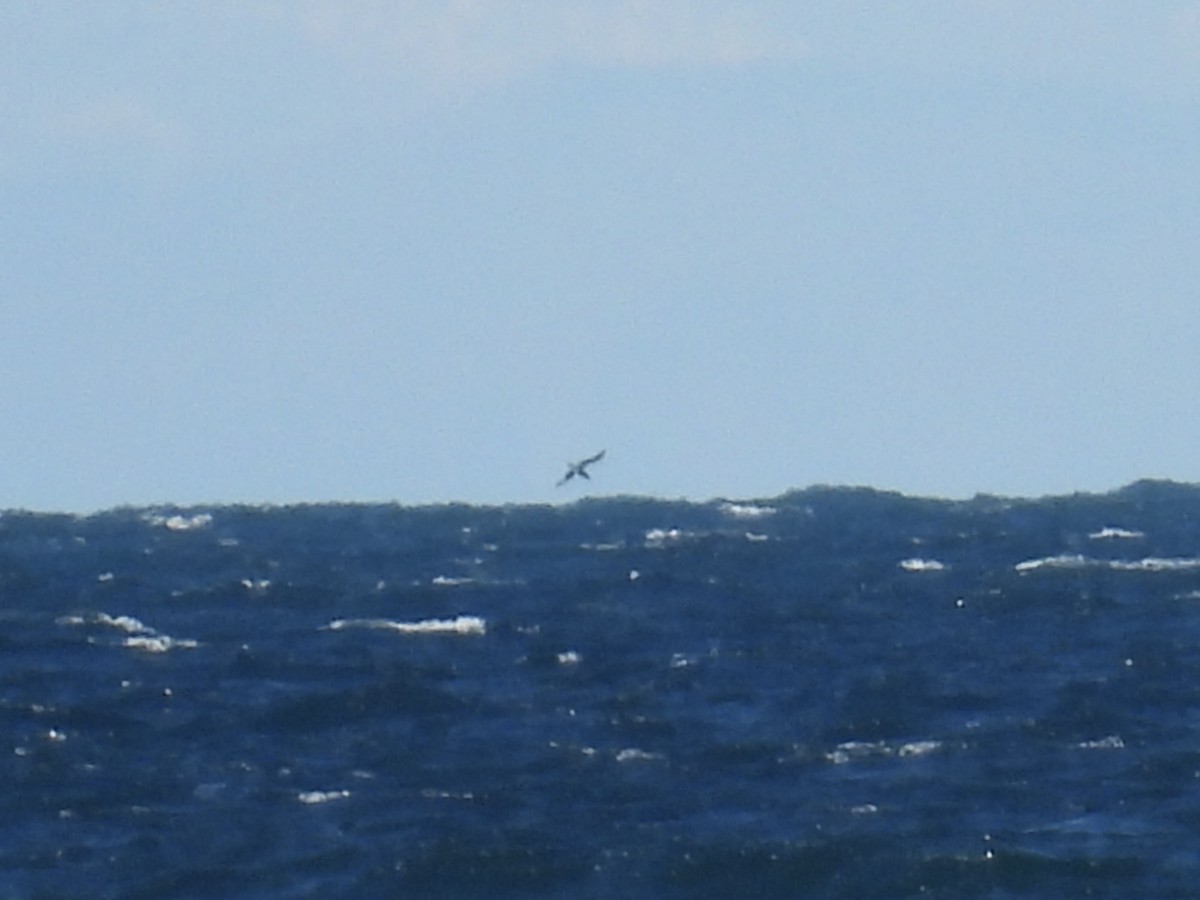 Short-tailed Shearwater - ML643487619