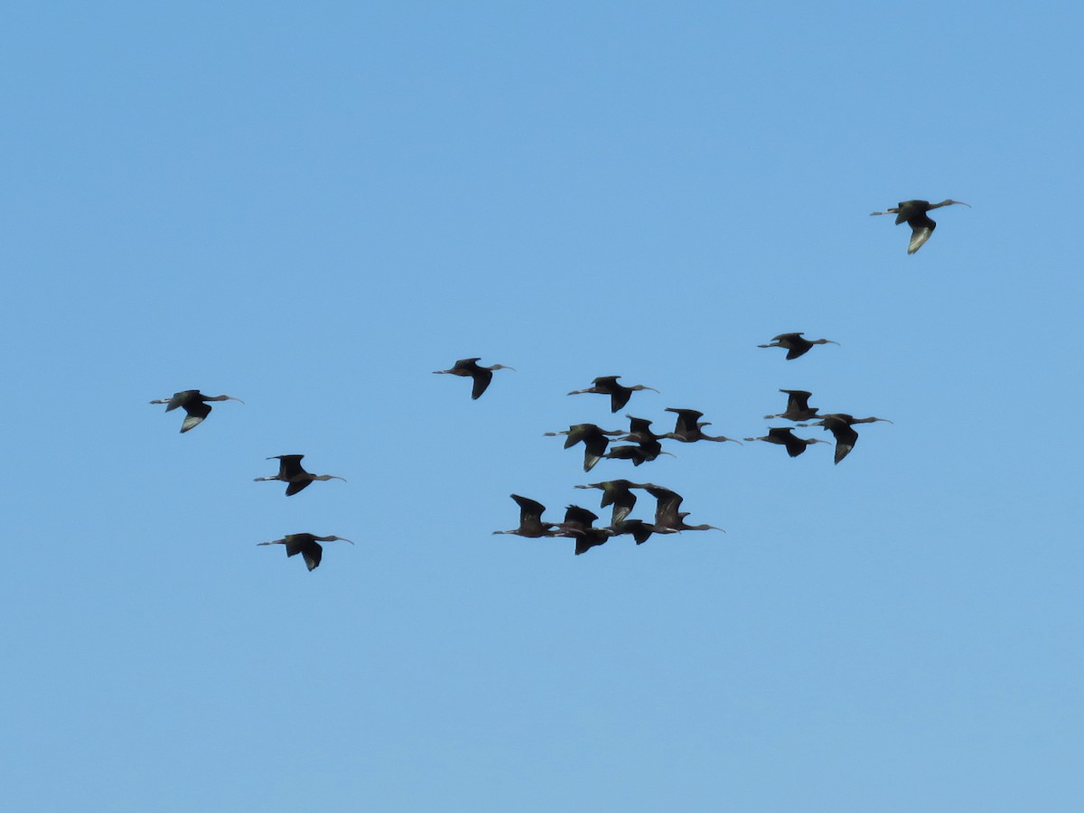 bronseibis - ML643487627