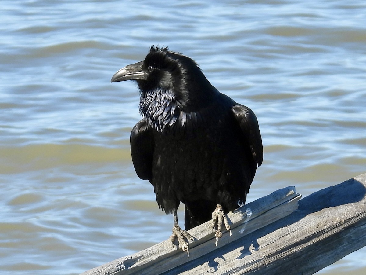 Common Raven - ML643487634