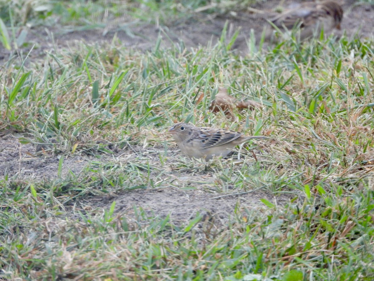 Grasshopper Sparrow - ML643487646