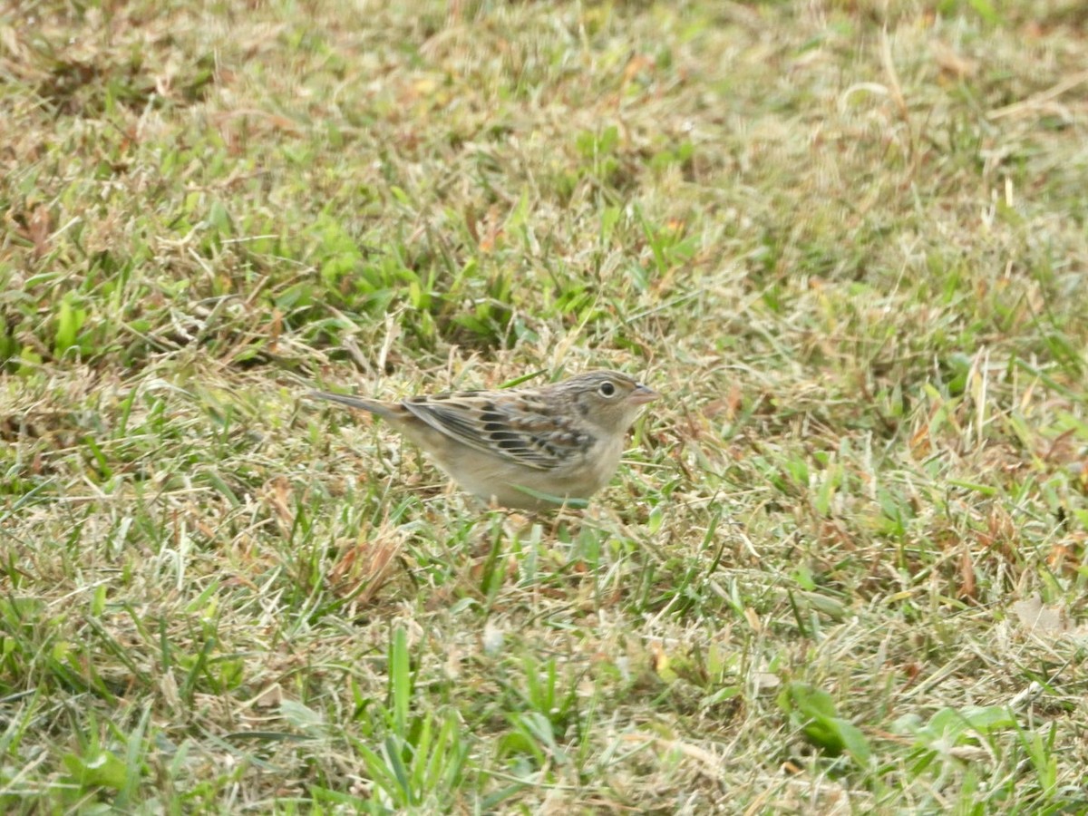 Grasshopper Sparrow - ML643487647