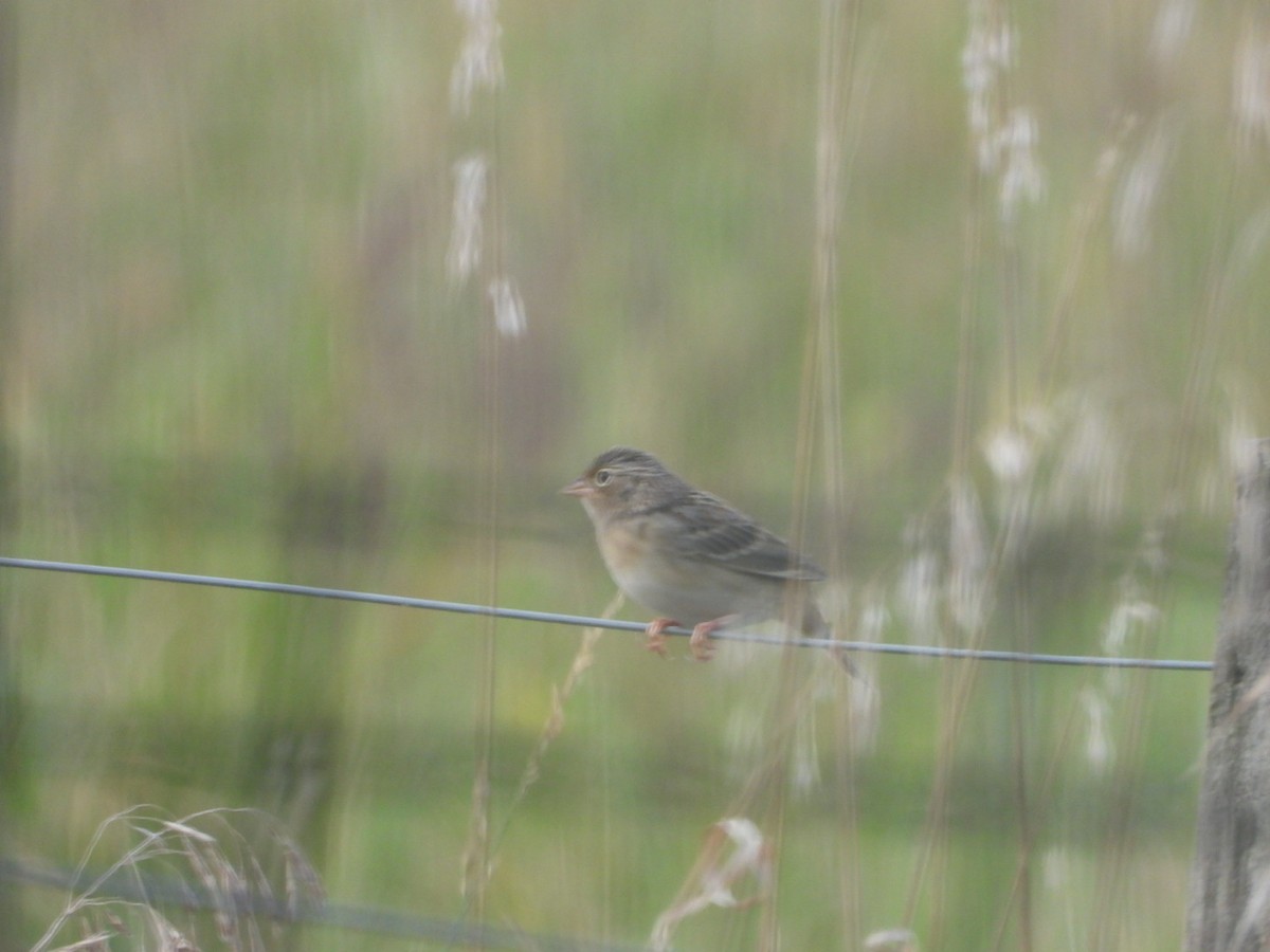 Grasshopper Sparrow - ML643487648