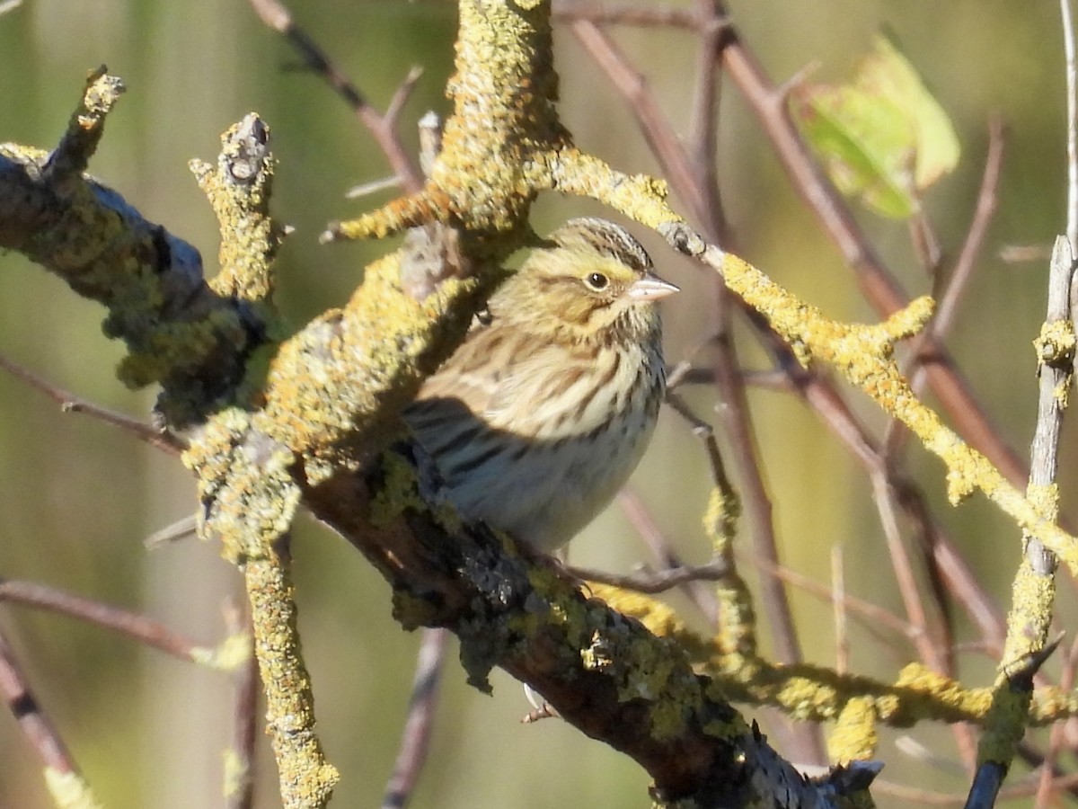 Savannah Sparrow - ML643487654