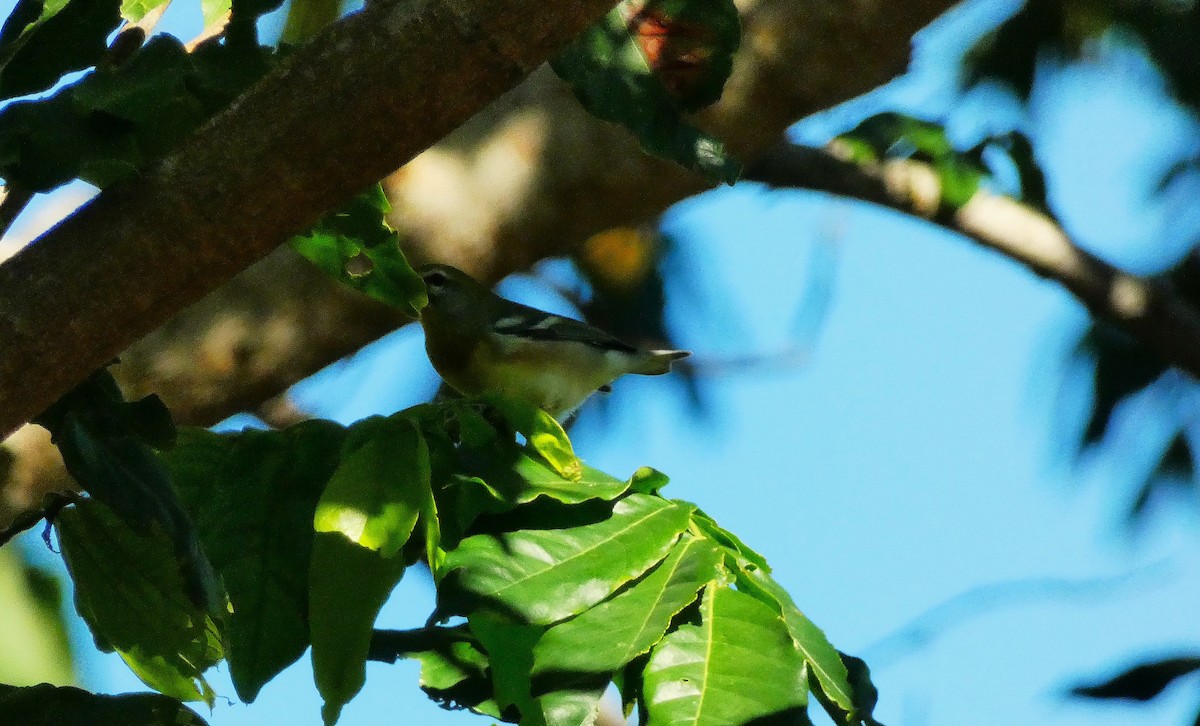 Northern Parula - ML643487658