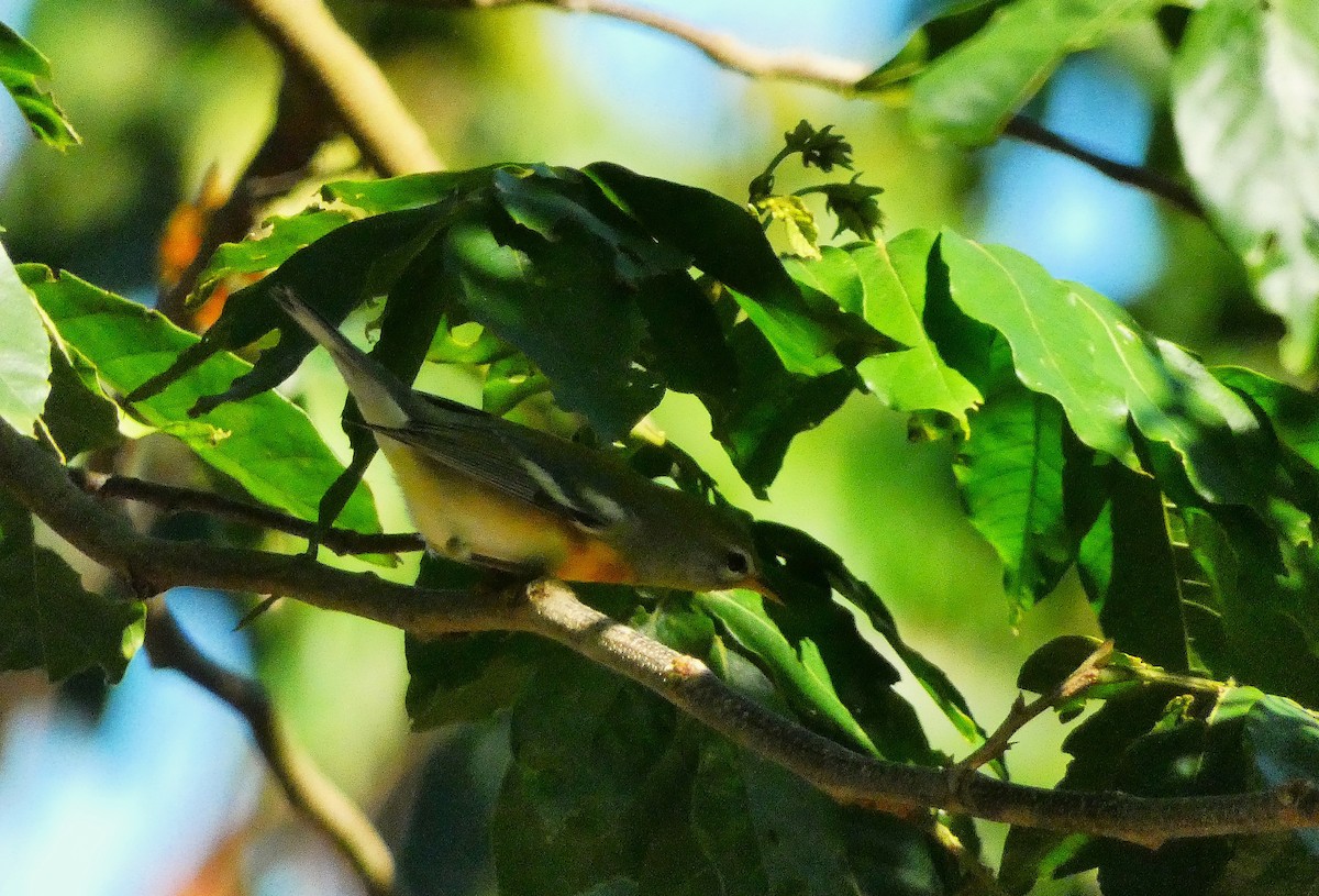 Northern Parula - ML643487659