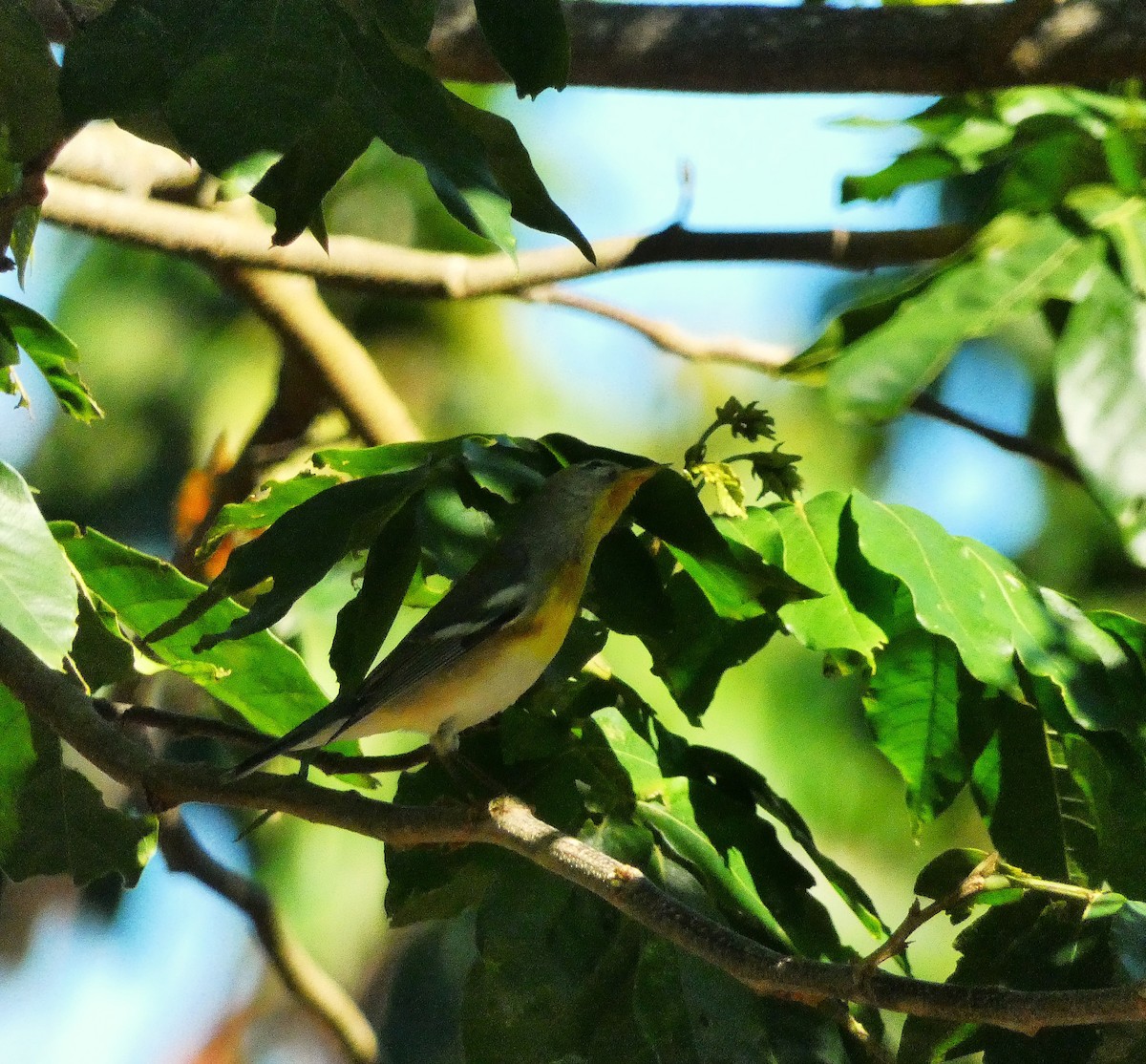 Northern Parula - ML643487663