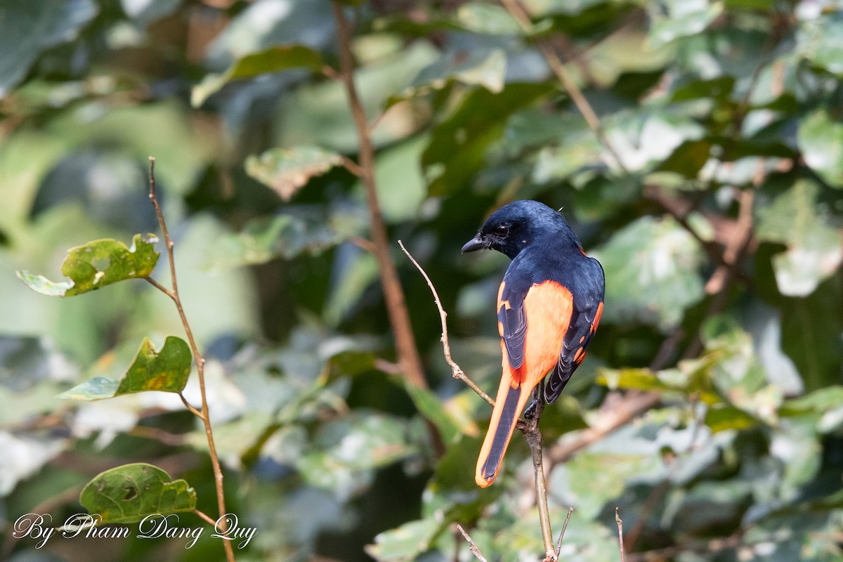 Minivet écarlate - ML643487664
