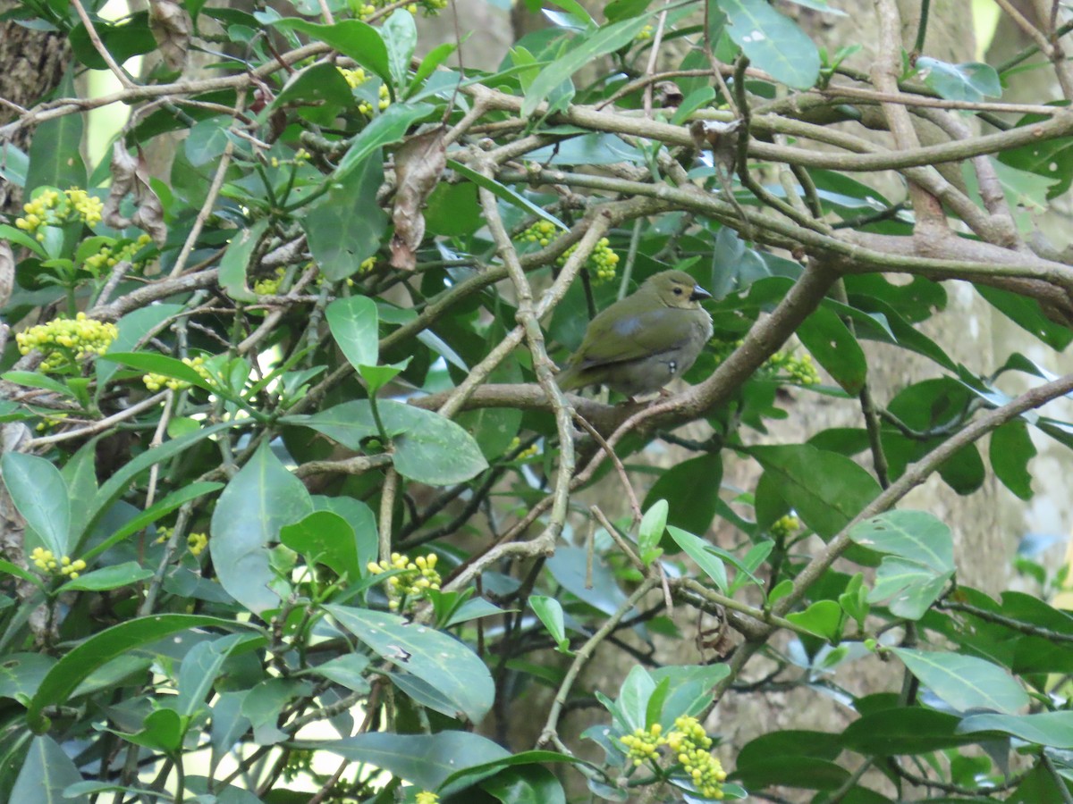 Green-backed Twinspot - ML643487666