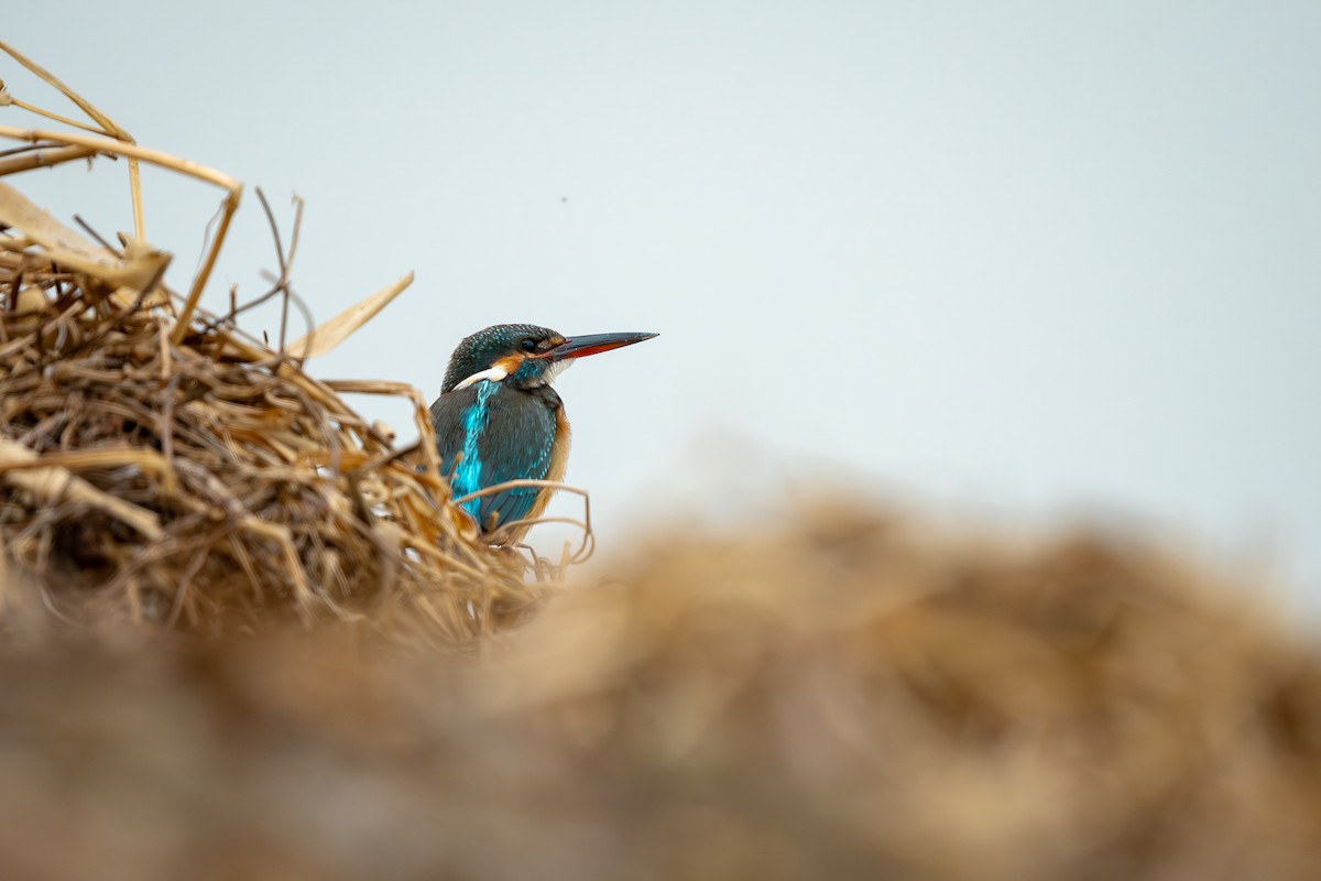 翠鳥 - ML643487667