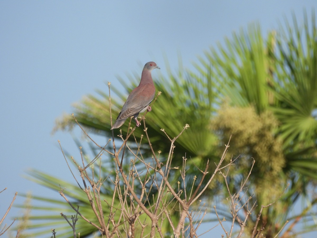 Pale-vented Pigeon - ML643487683