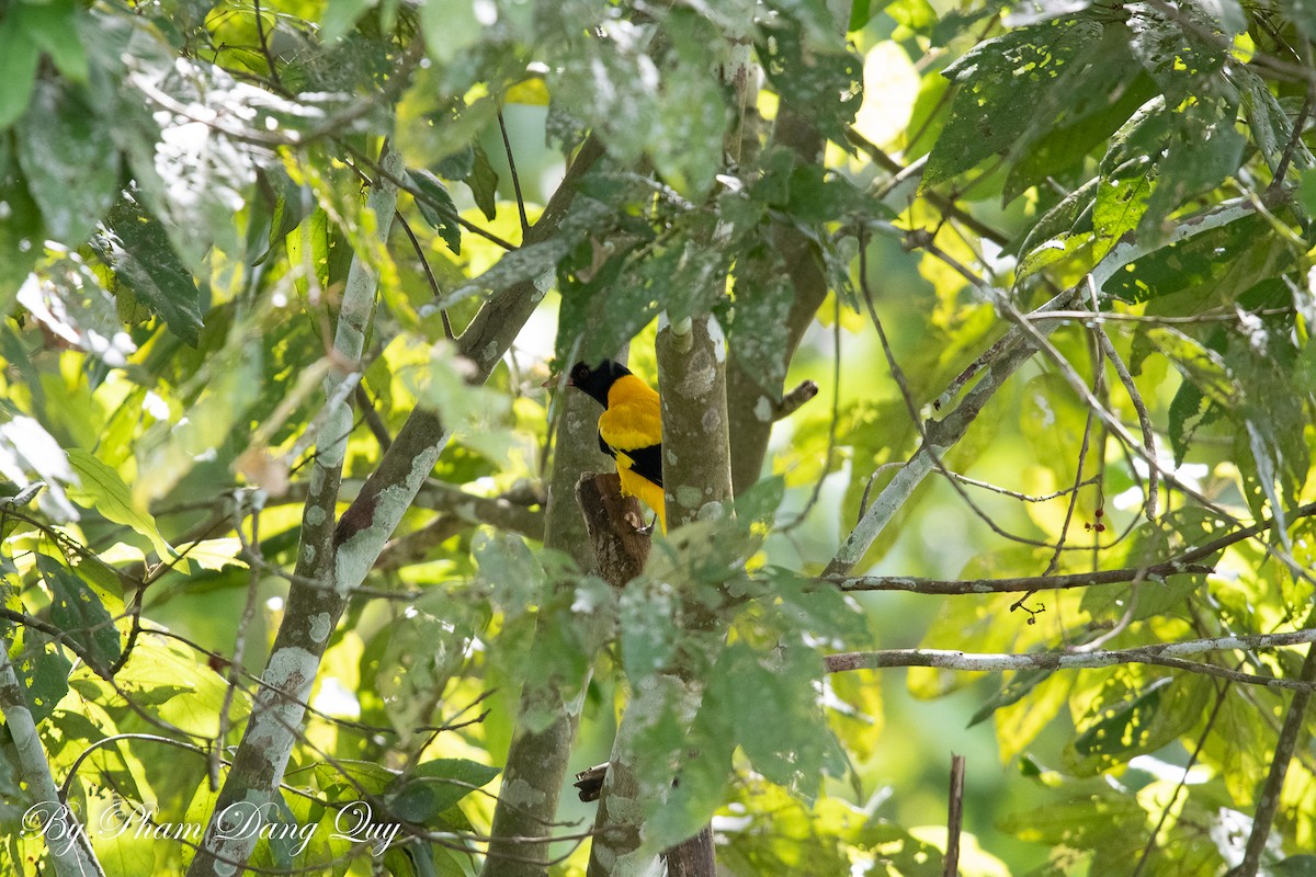 Black-hooded Oriole - ML643487686