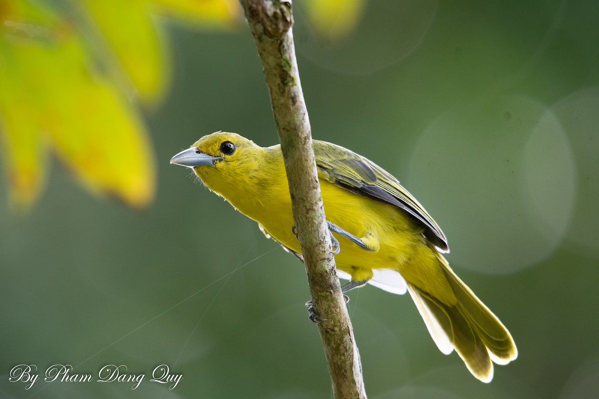 Iora de Lafresnaye - ML643487694