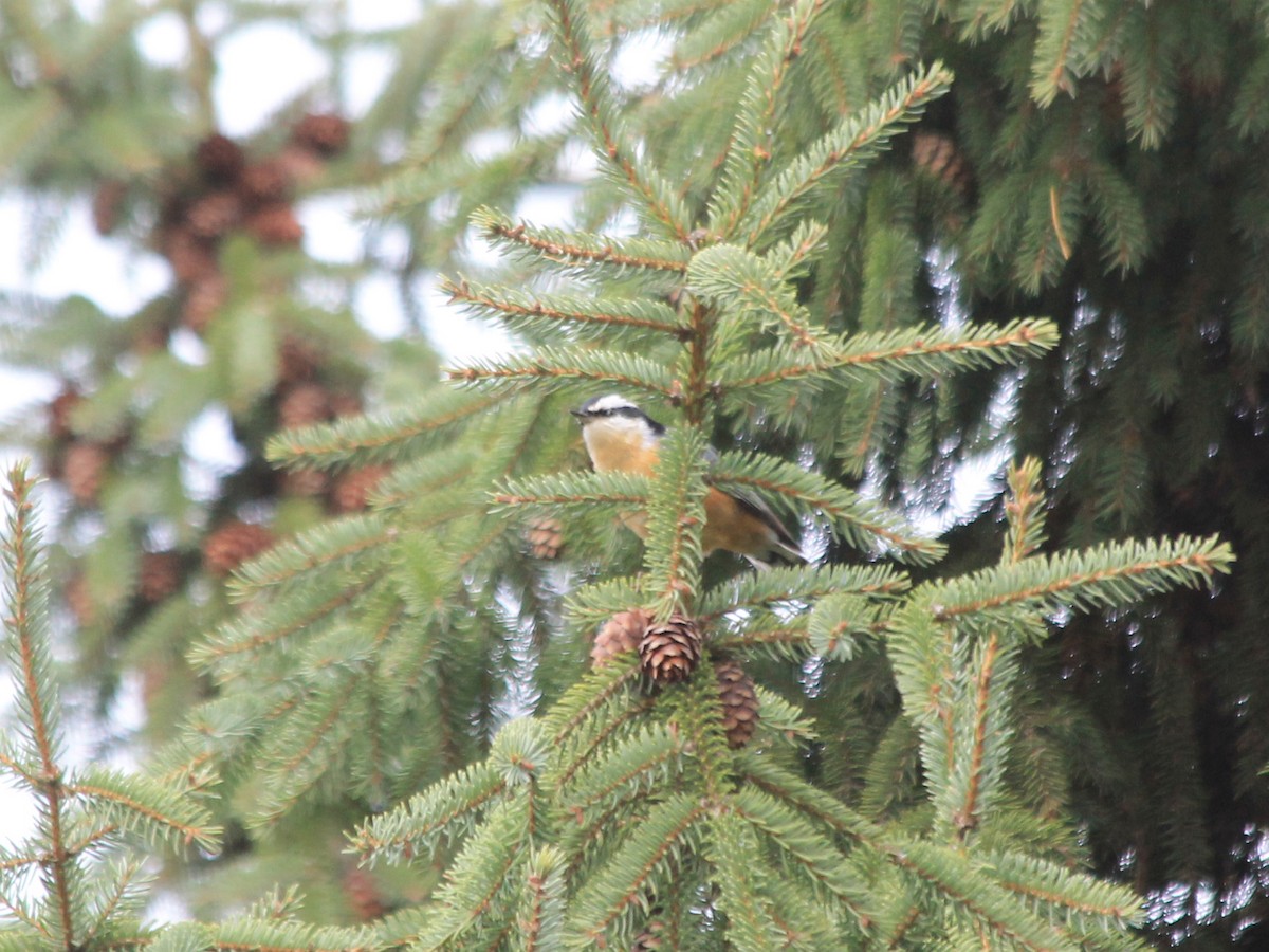 Red-breasted Nuthatch - ML643487702