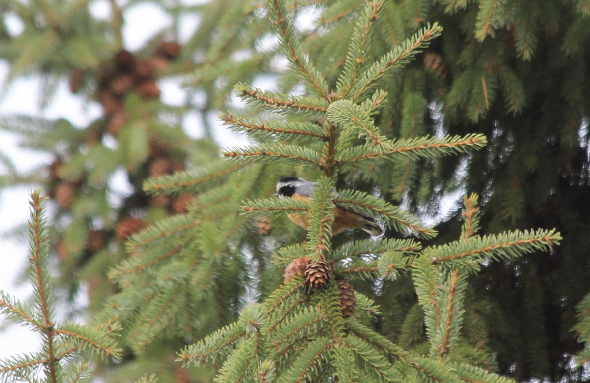 Red-breasted Nuthatch - ML643487703