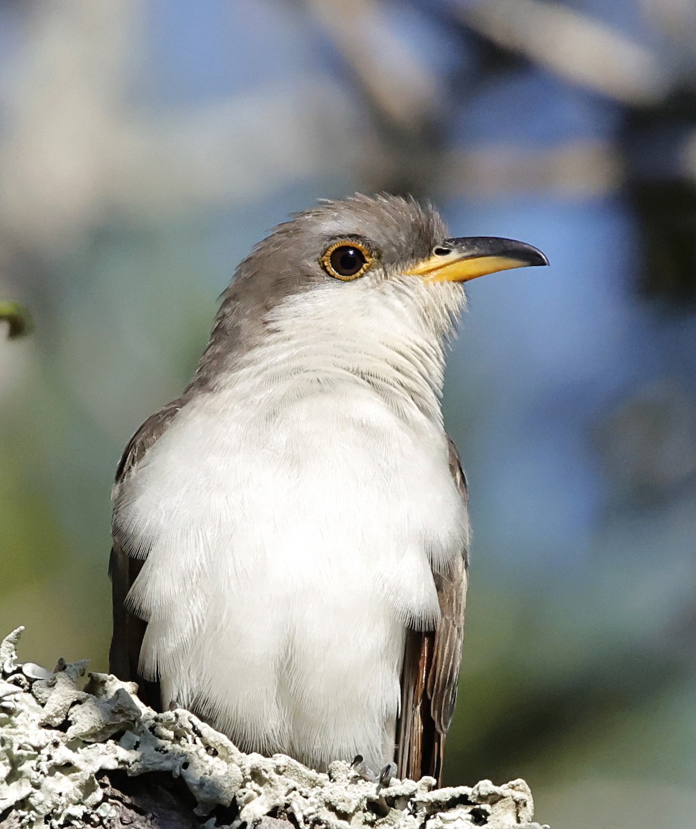 Yellow-billed Cuckoo - ML643487723