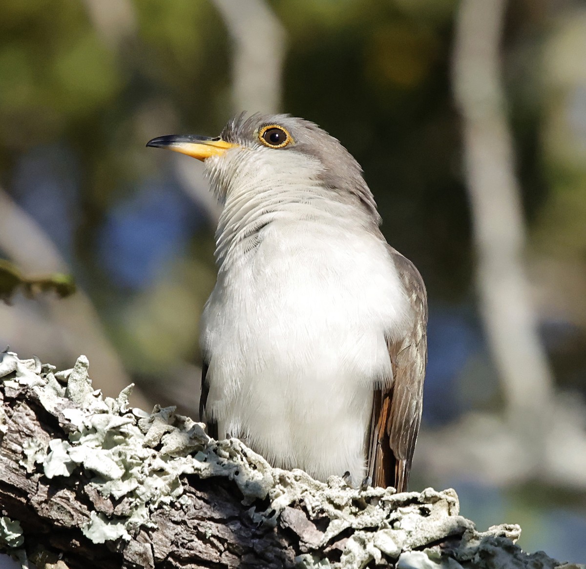 Yellow-billed Cuckoo - ML643487724