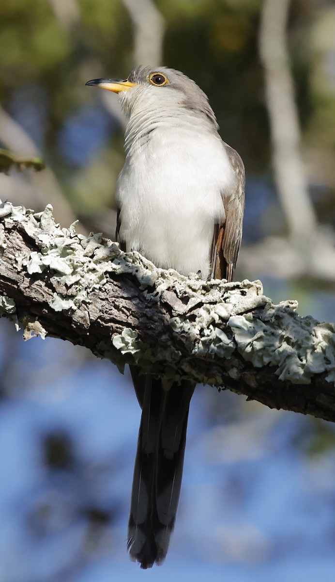 Yellow-billed Cuckoo - ML643487725