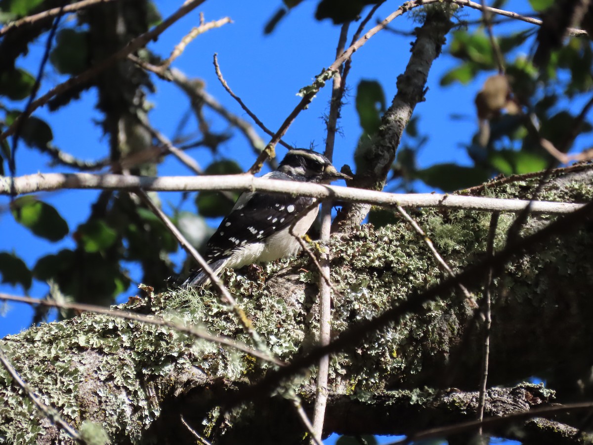 Downy Woodpecker - ML643487726