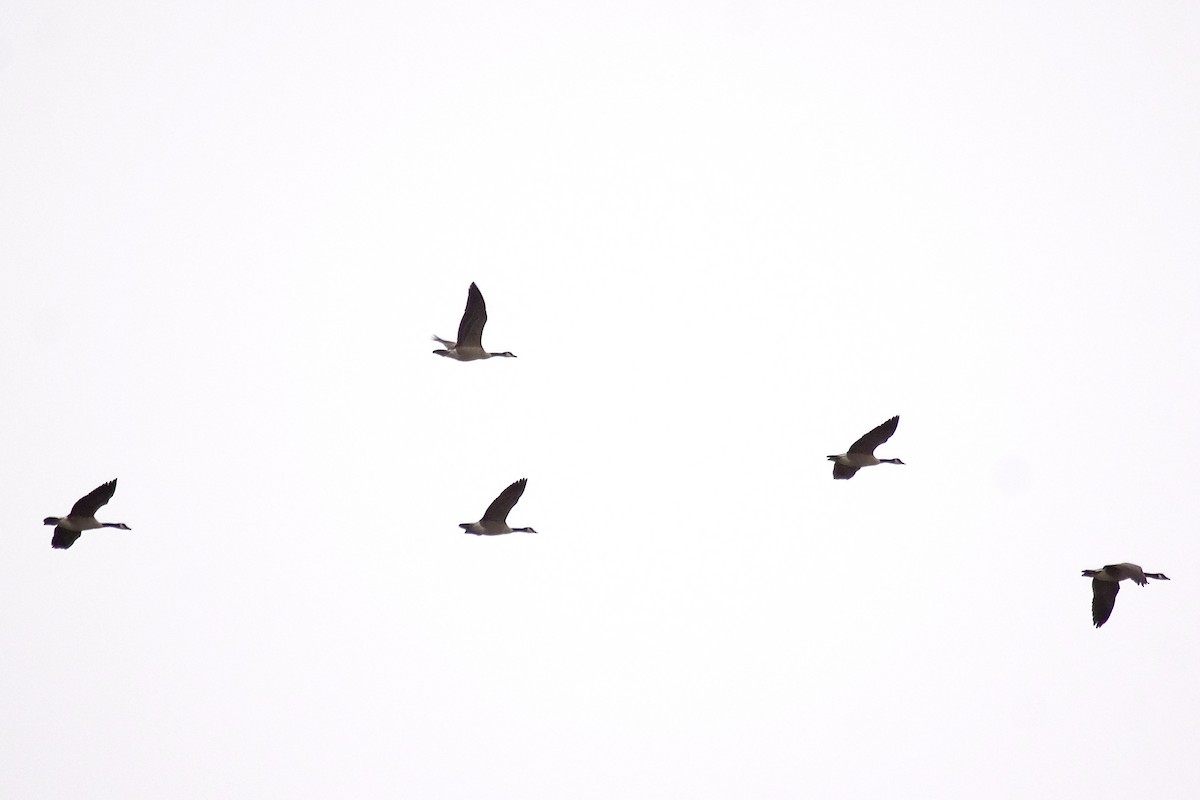 Branta kanadar handia - ML643487737