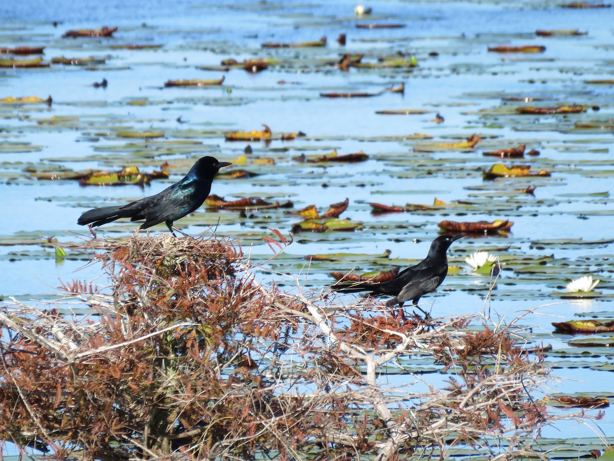 Boat-tailed Grackle - ML643487773