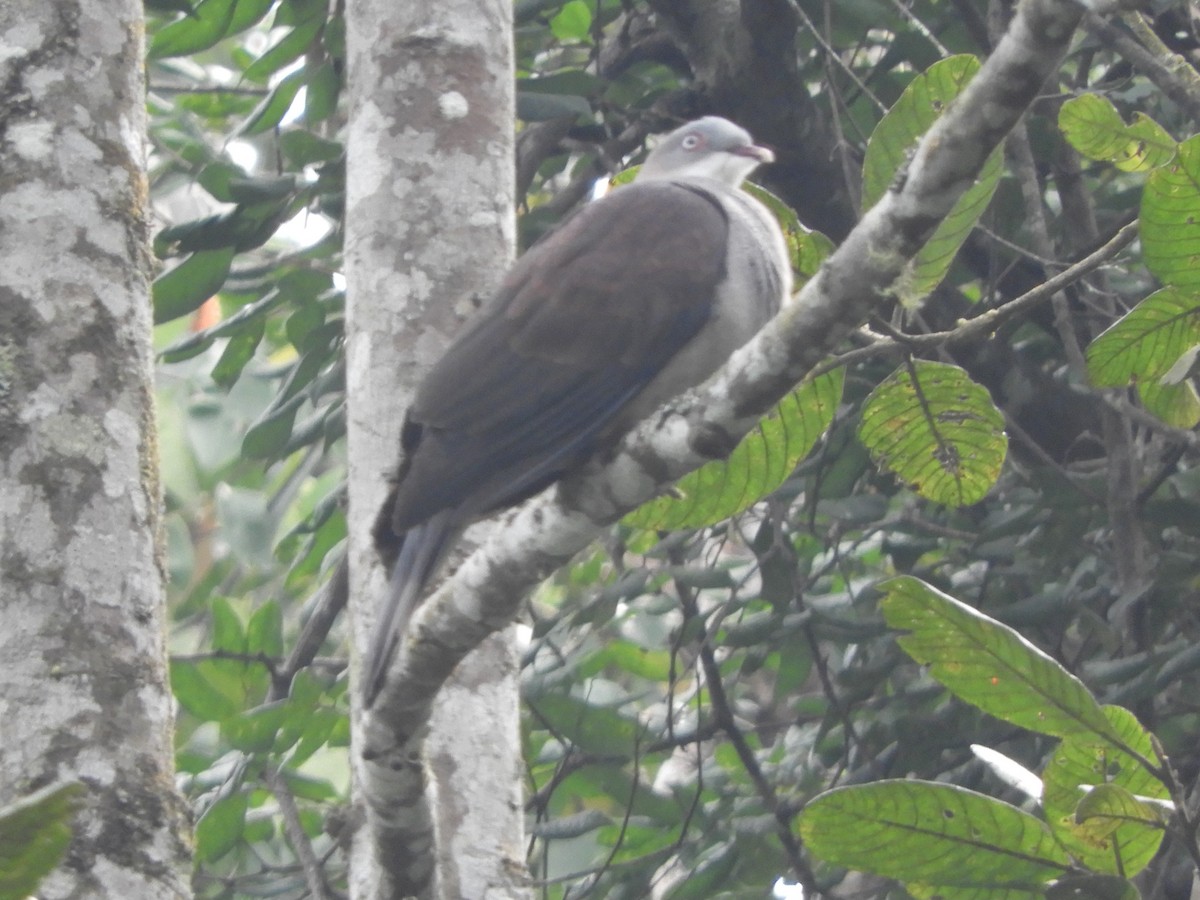 Mountain Imperial-Pigeon - ML643487774