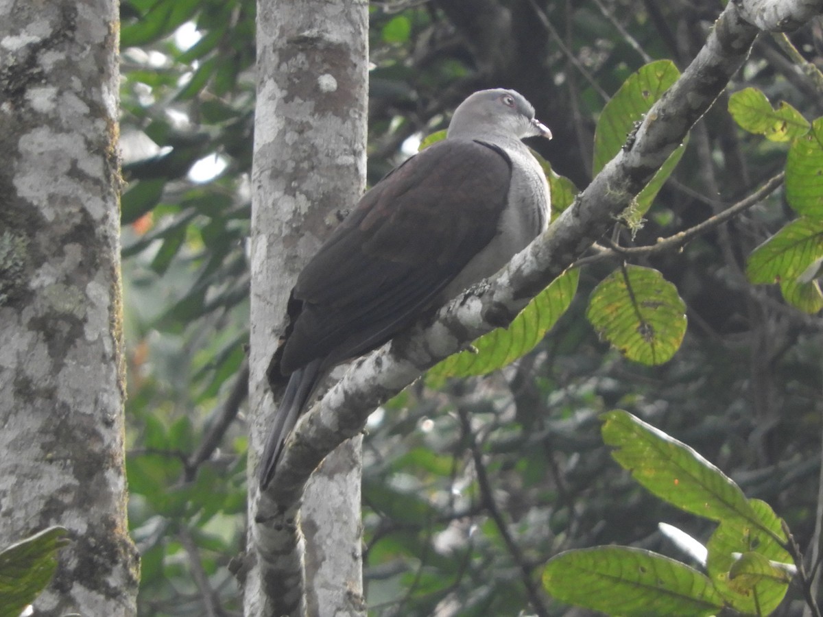 Mountain Imperial-Pigeon - ML643487776