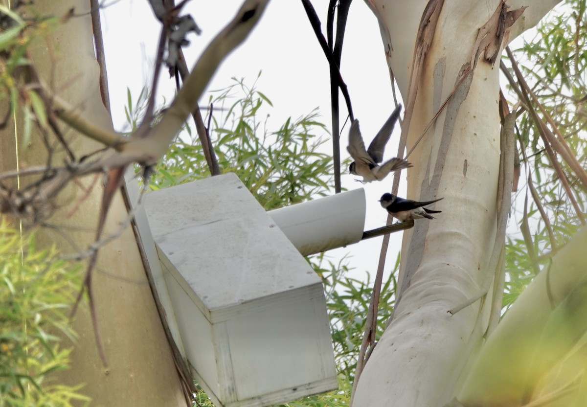 Hirondelle des arbres - ML643487780