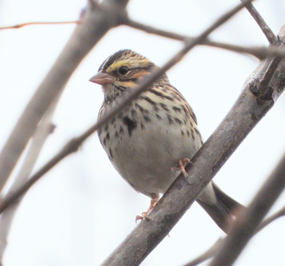 Savannah Sparrow - ML643487784