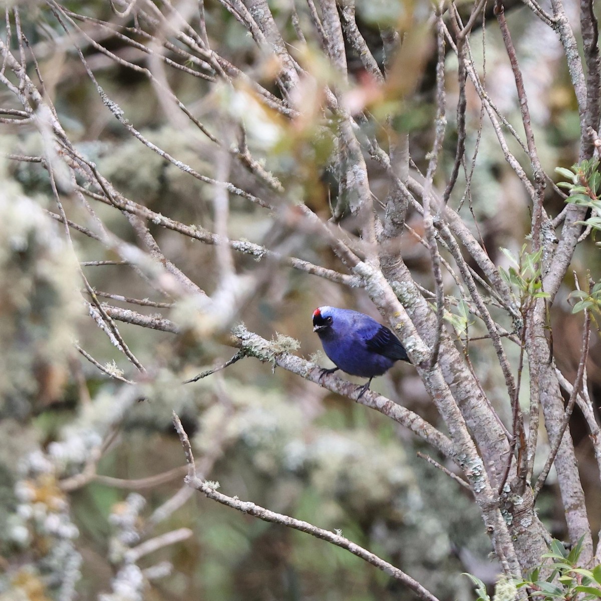 Diademed Tanager - ML643487795
