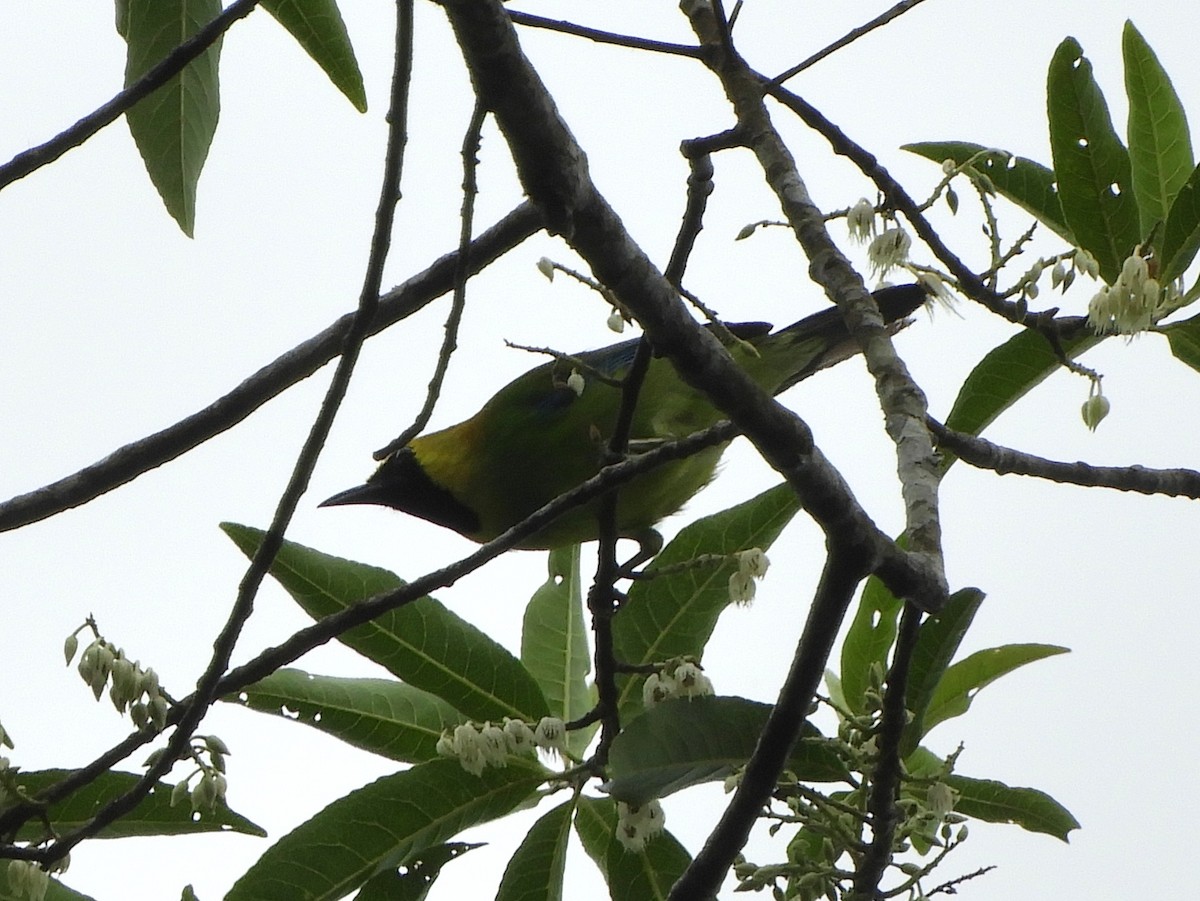 Blue-winged Leafbird - ML643487799